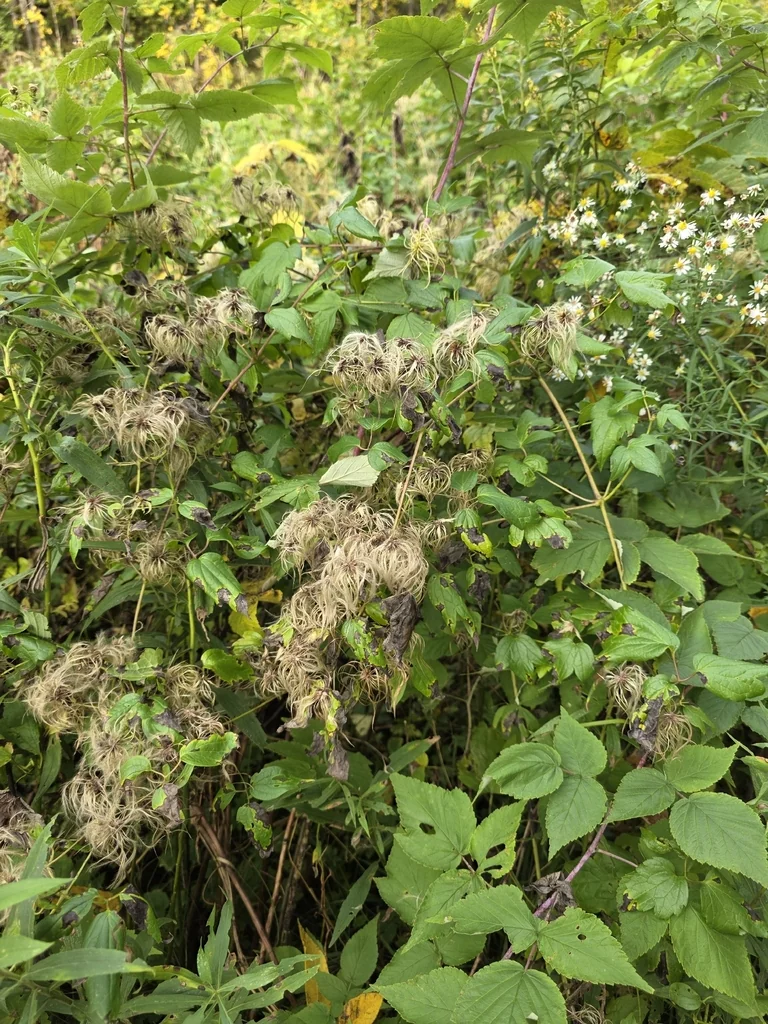 Clematis Virginiana