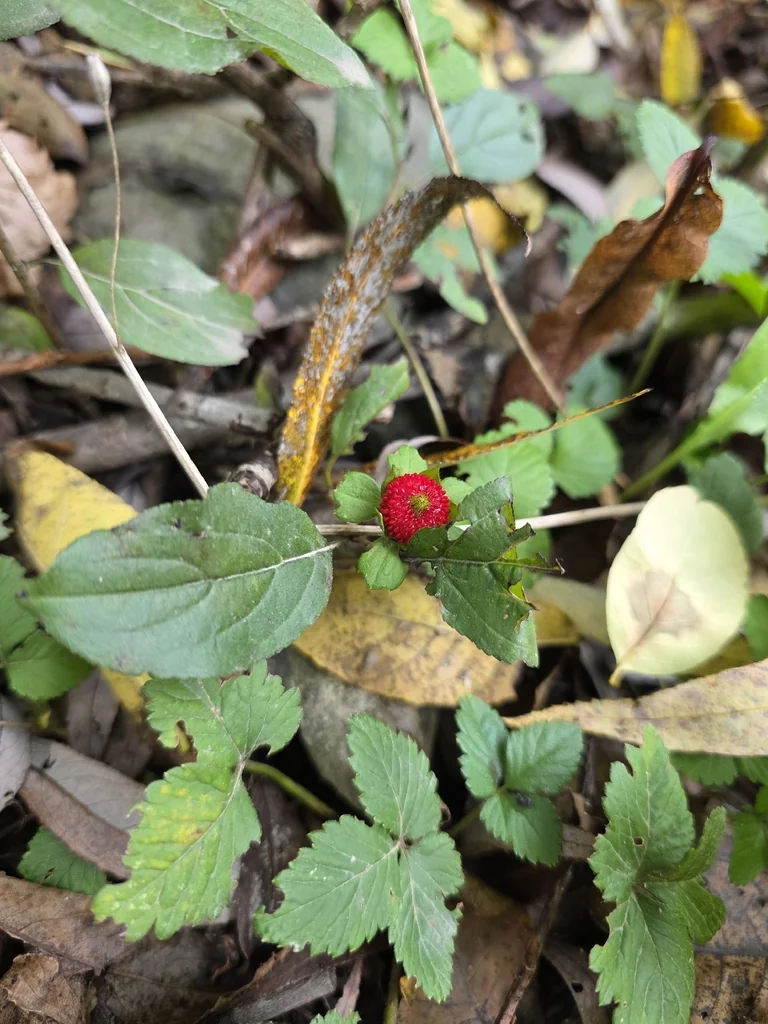 Duchesnea Indica