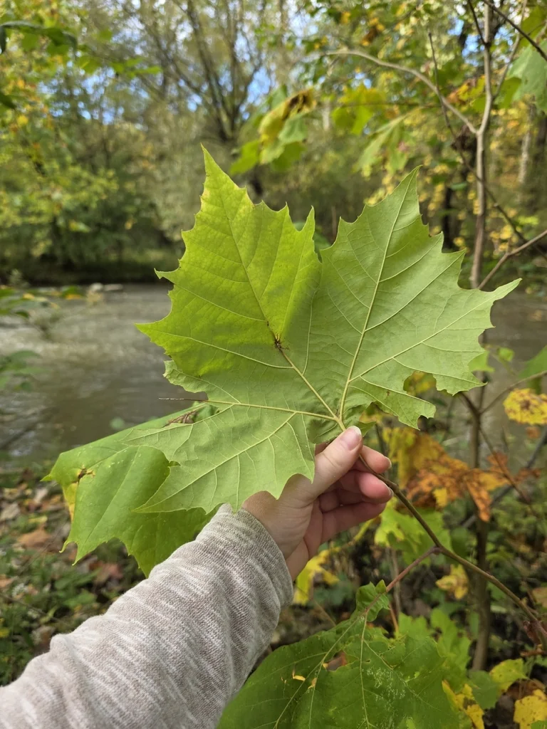 Platanus Occidentalis