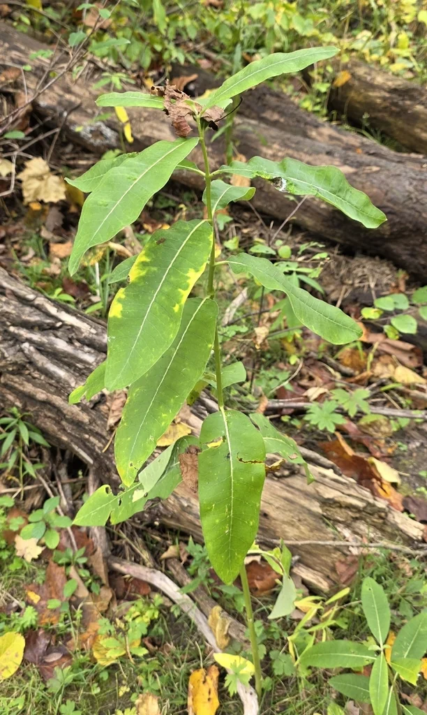 Asclepias Syriaca