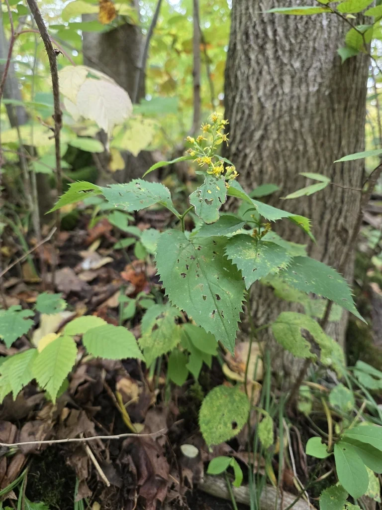 Solidago Flexicaulis