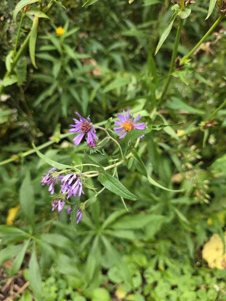 Aster Novae-Angliae