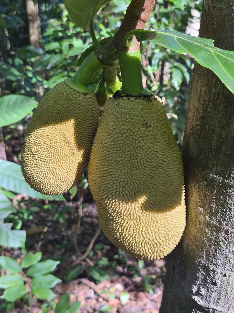 Artocarpus Heterophyllus