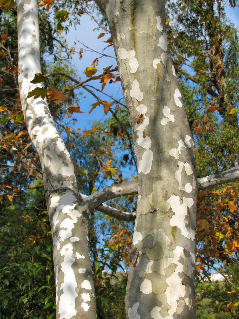 Platanus Racemosa
