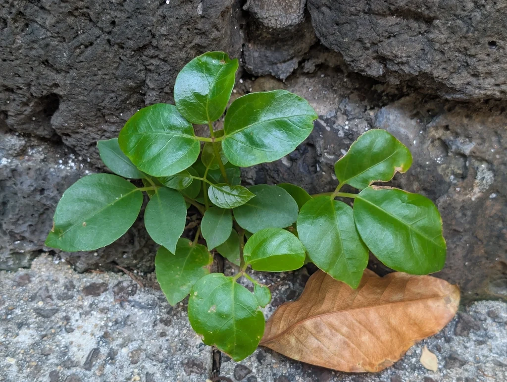 Schefflera Actinophylla