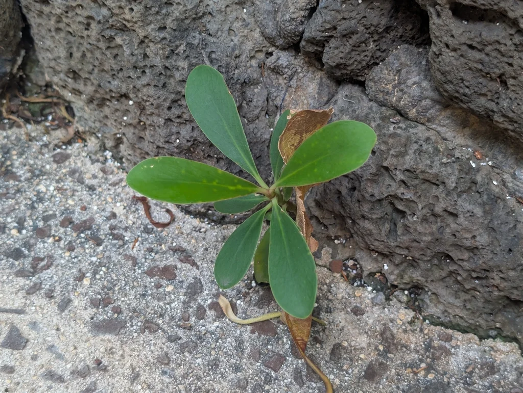 Clusia rosea