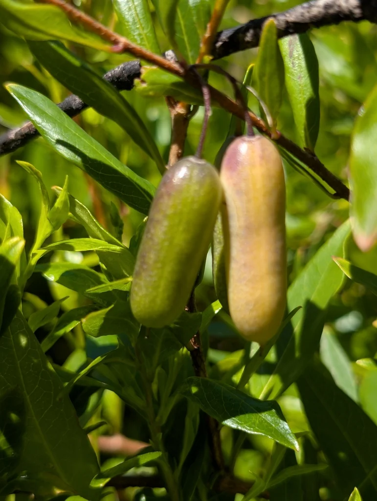Sollya Heterophylla