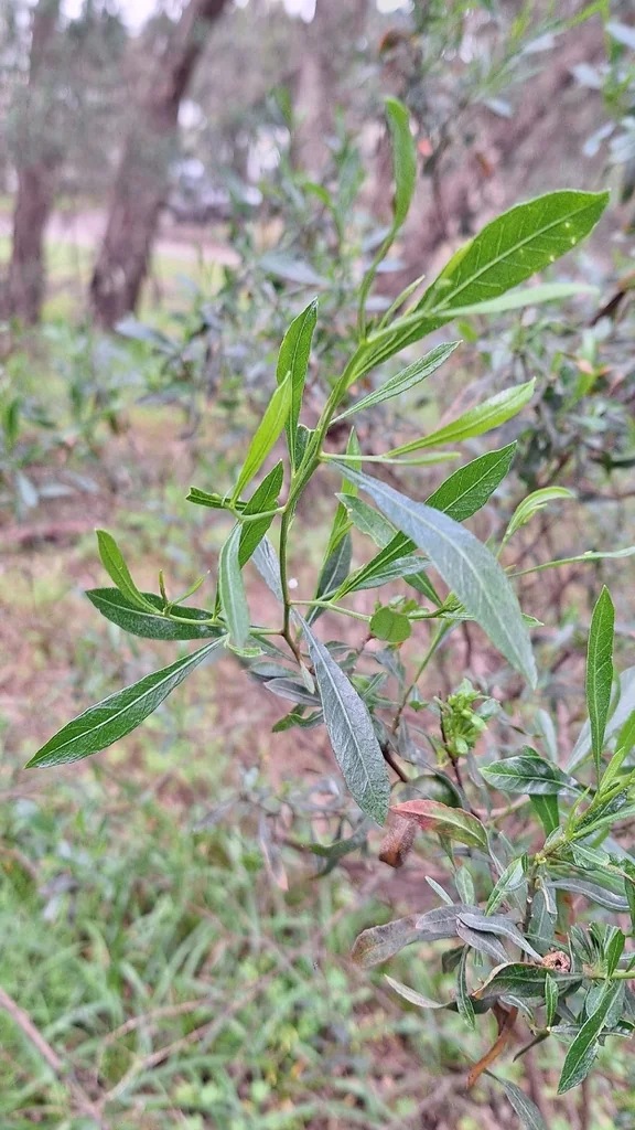 Dodonaea Viscosa