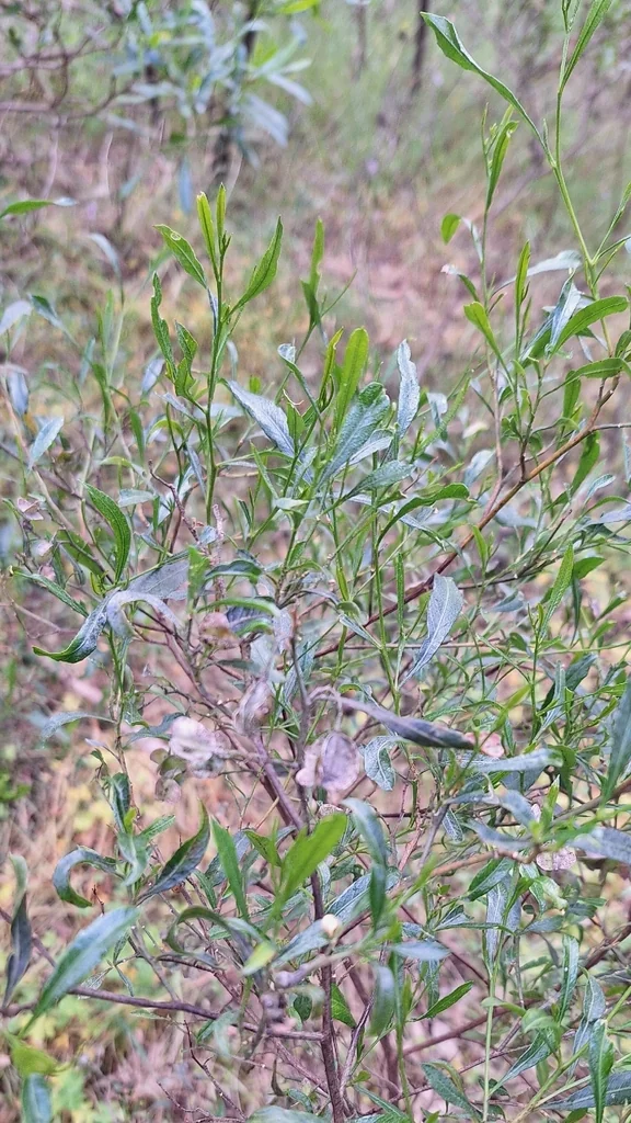 Dodonaea Viscosa