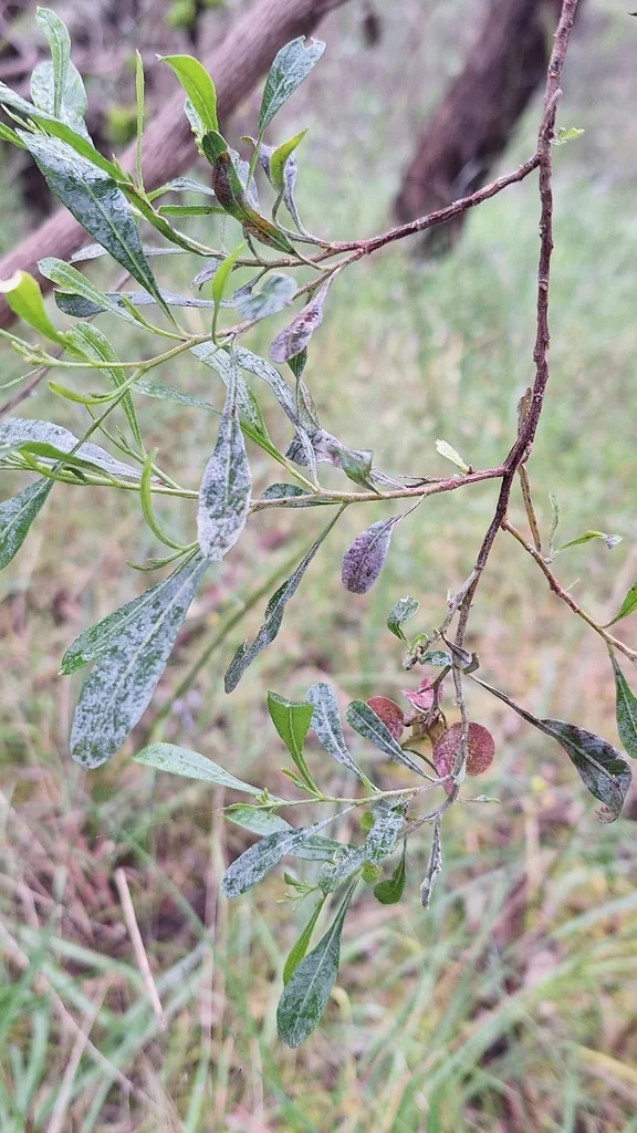 Dodonaea Viscosa