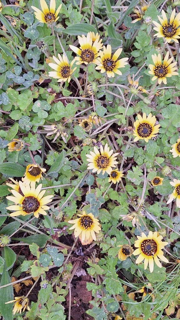 Arctotheca Calendula