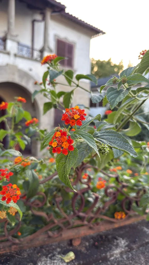 Lantana camara
