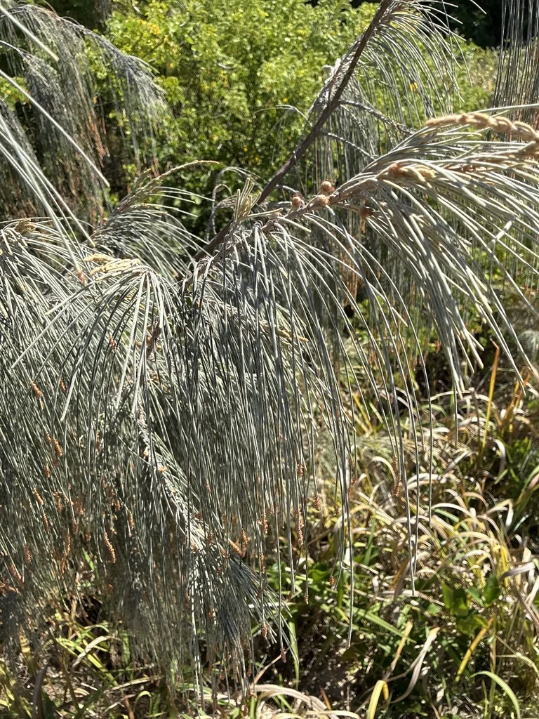 Casuarina Equisetifolia