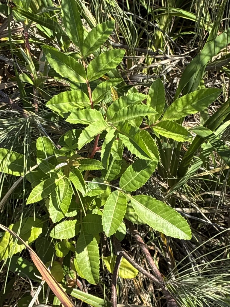 Schinus Terebinthifolius