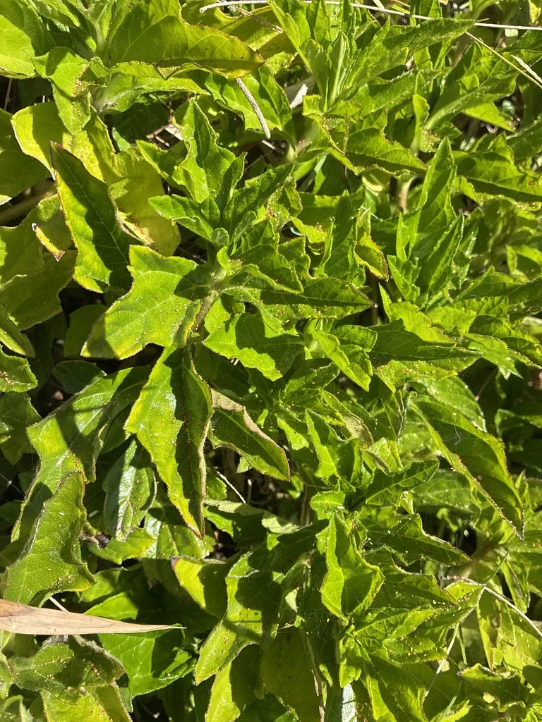 Wedelia Trilobata