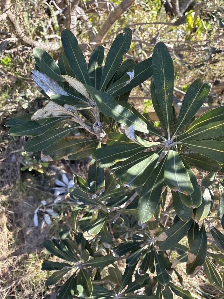 Banksia Integrifolia