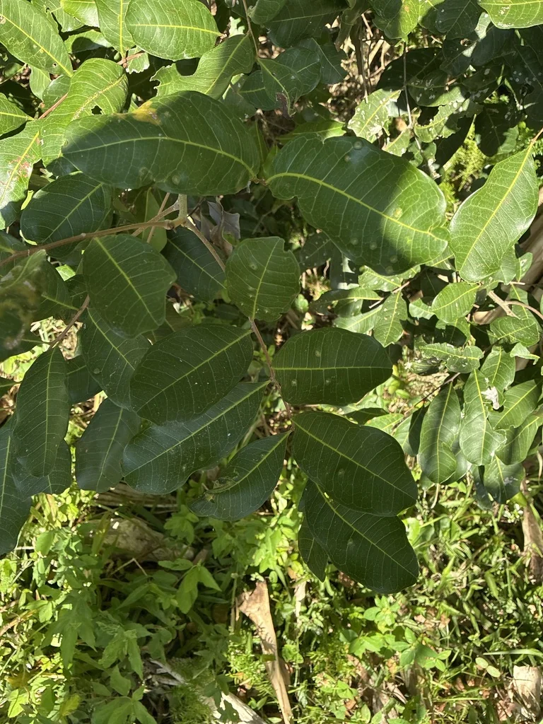 Cupaniopsis Anacardioides