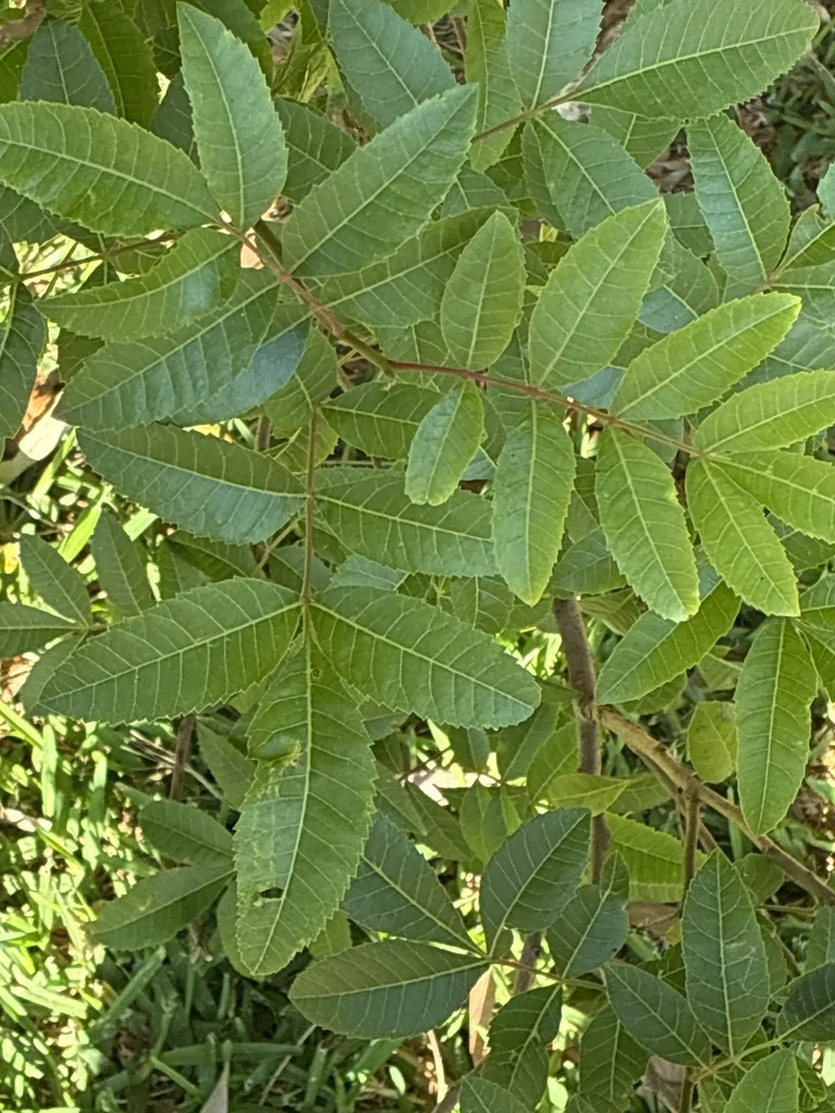 Schinus Terebinthifolius