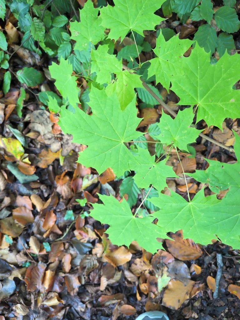 Acer Platanoides