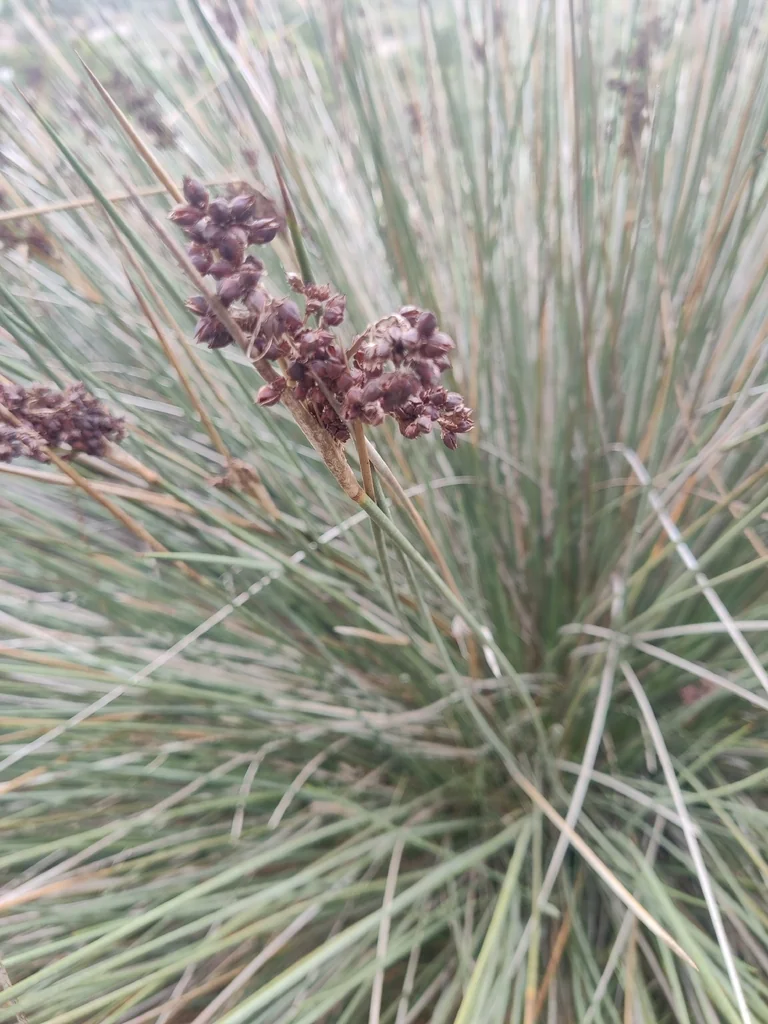 Juncus Acutus