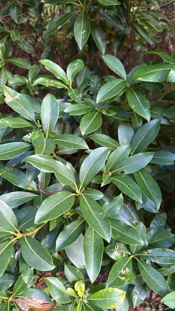 Kalmia Latifolia