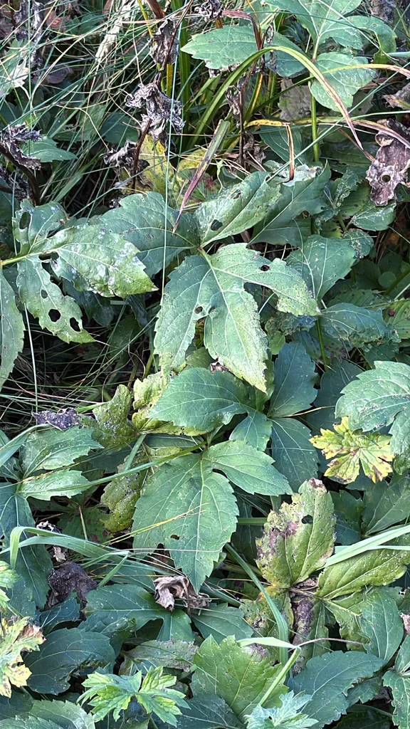 Rudbeckia Laciniata