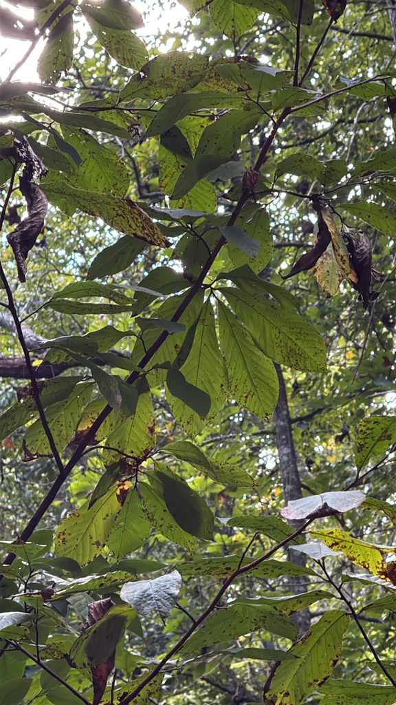 Asimina Triloba