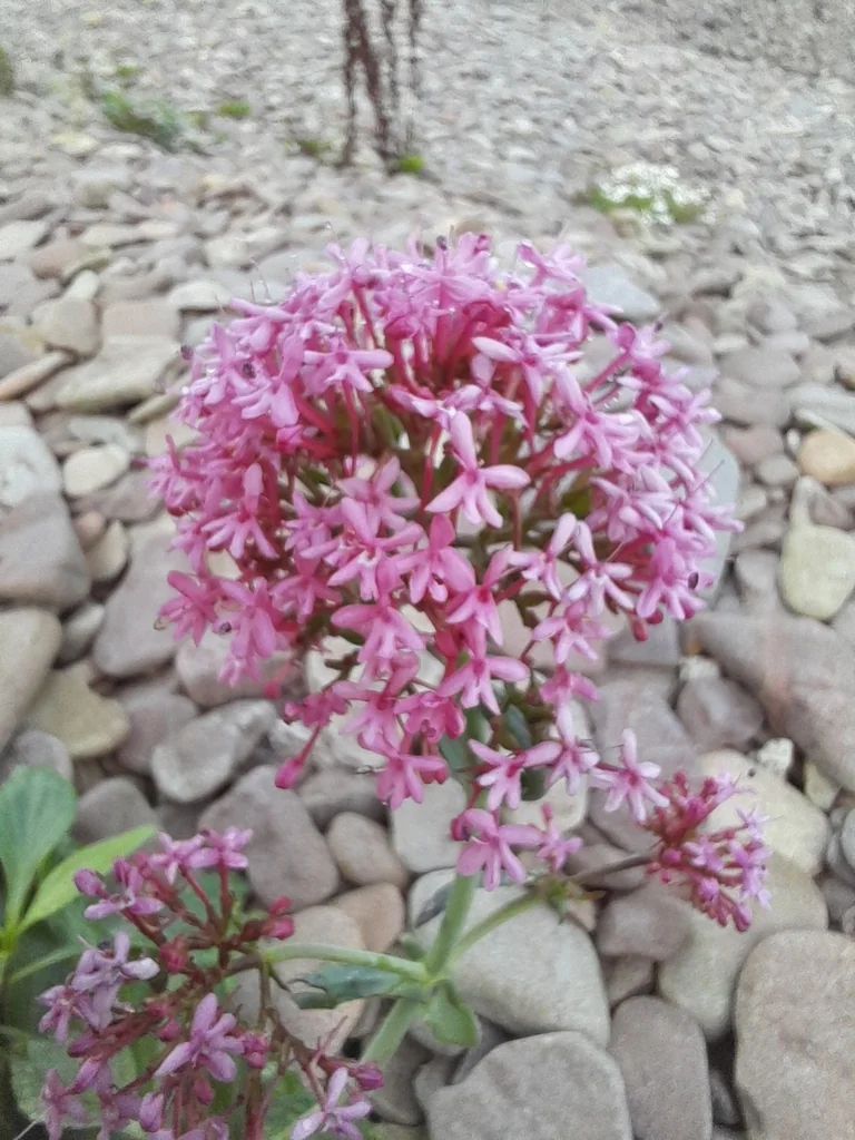 Centranthus Ruber