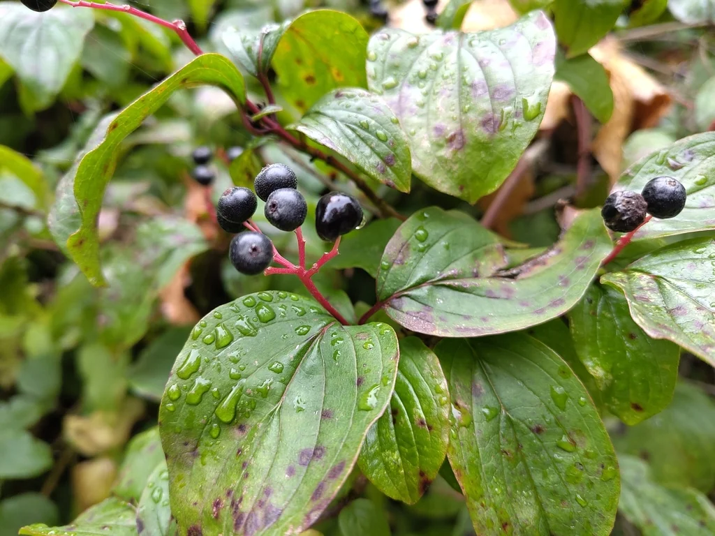 Cornus sanguinea