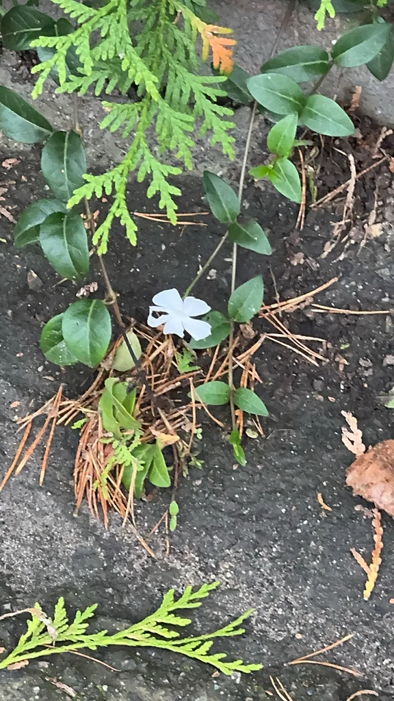 Vinca Minor