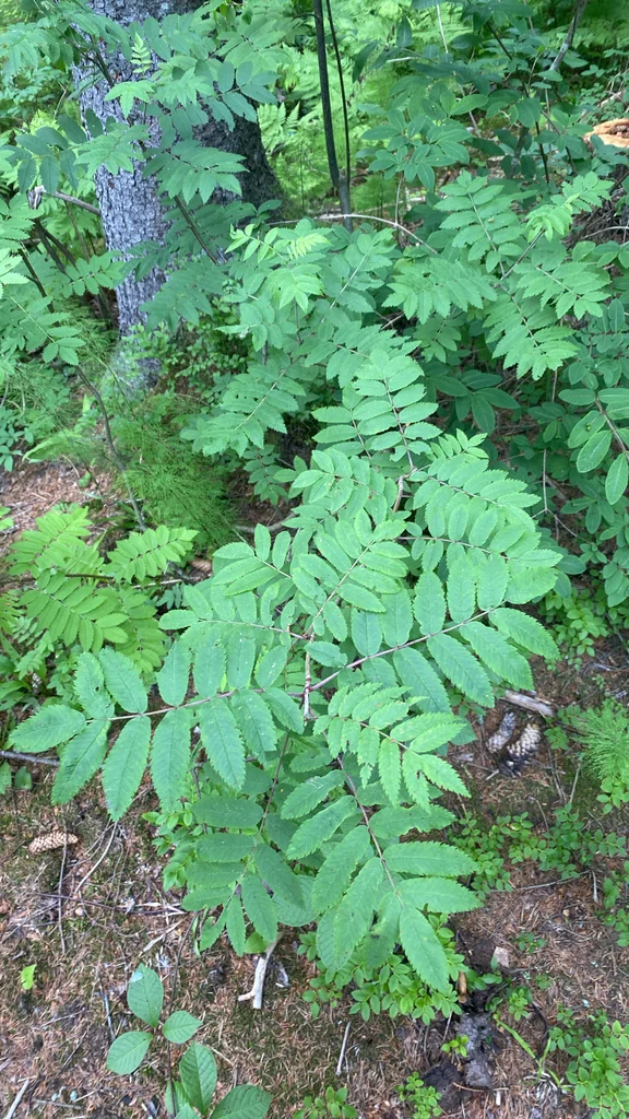 Sorbus Aucuparia