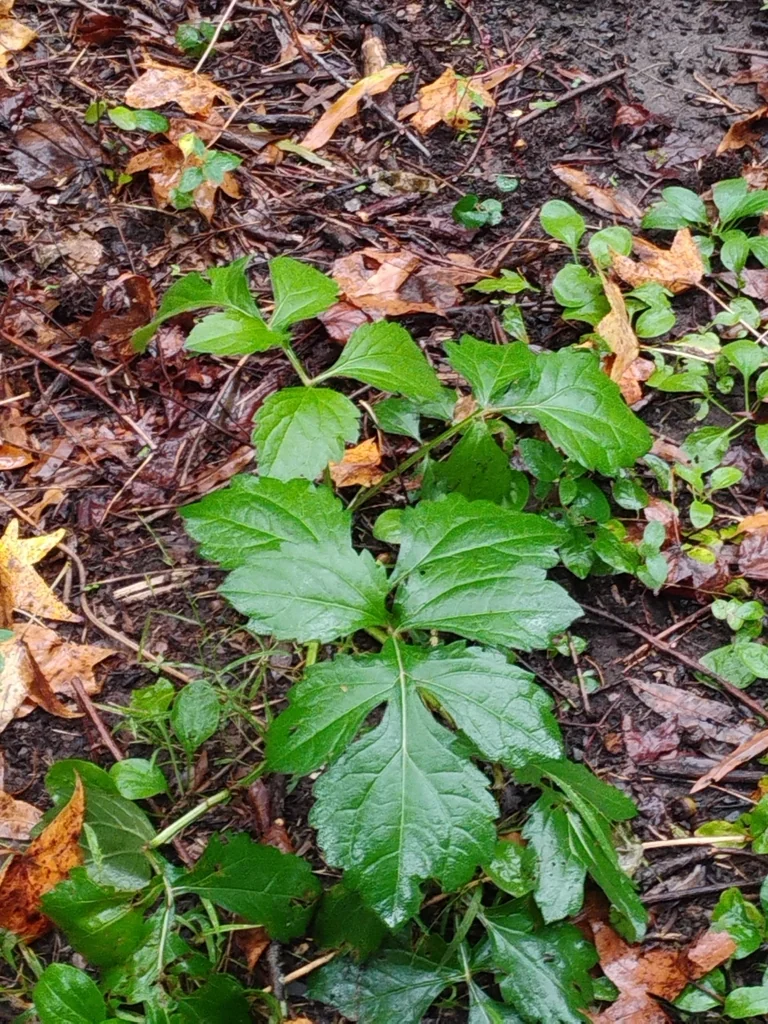 Rudbeckia Laciniata