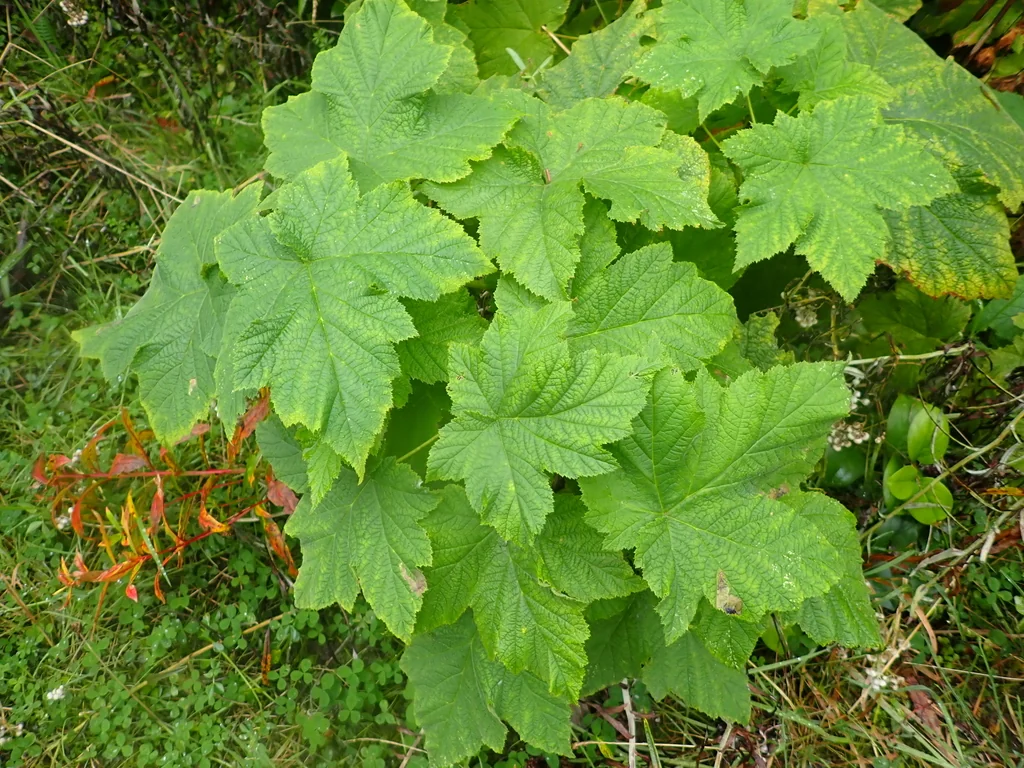Rubus Parviflorus