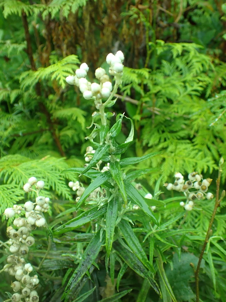 Anaphalis Margaritacea