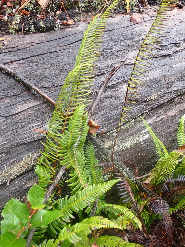 Blechnum Spicant