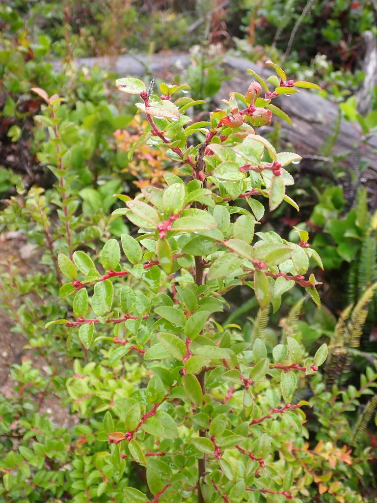 Vaccinium Ovatum
