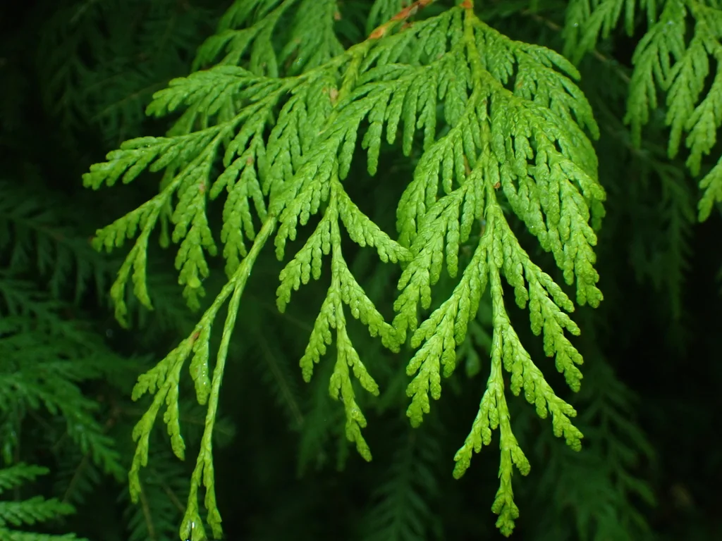 Thuja Plicata
