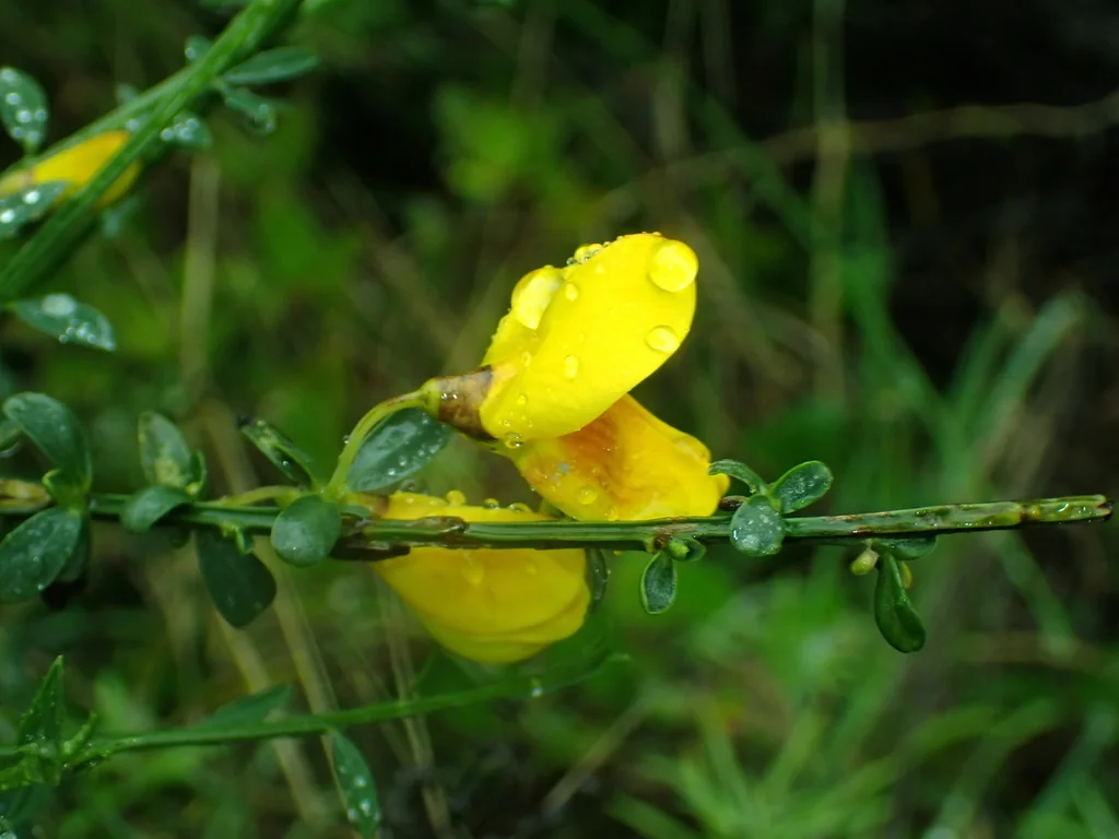 Cytisus Scoparius
