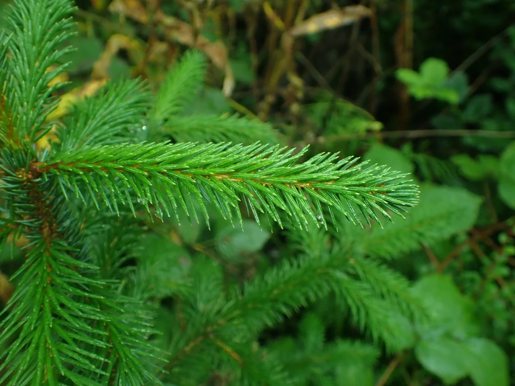 Picea Sitchensis