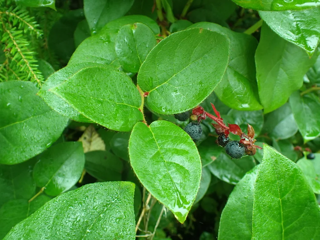 Gaultheria Shallon