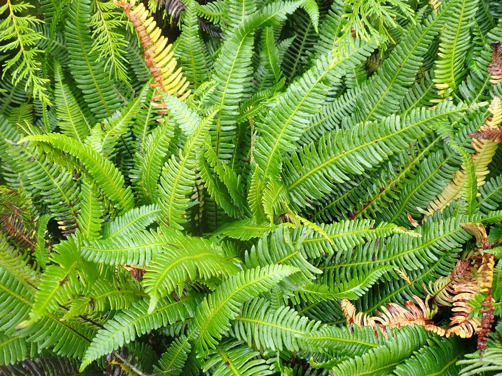 Blechnum Spicant