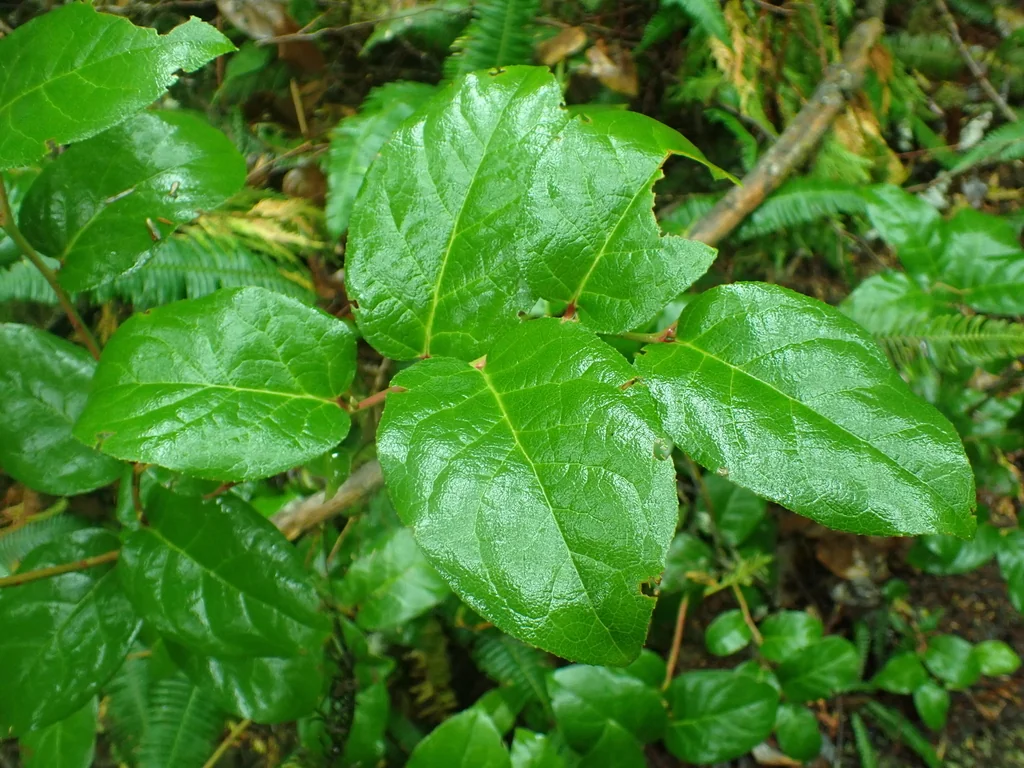 Gaultheria Shallon
