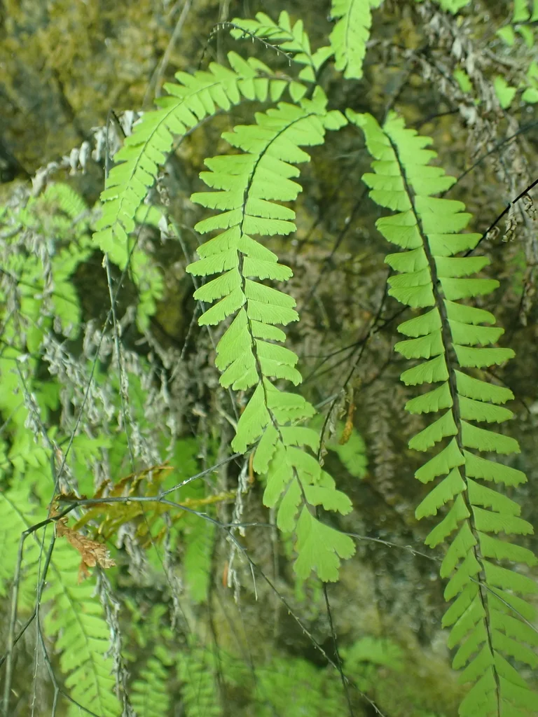 Adiantum Aleuticum