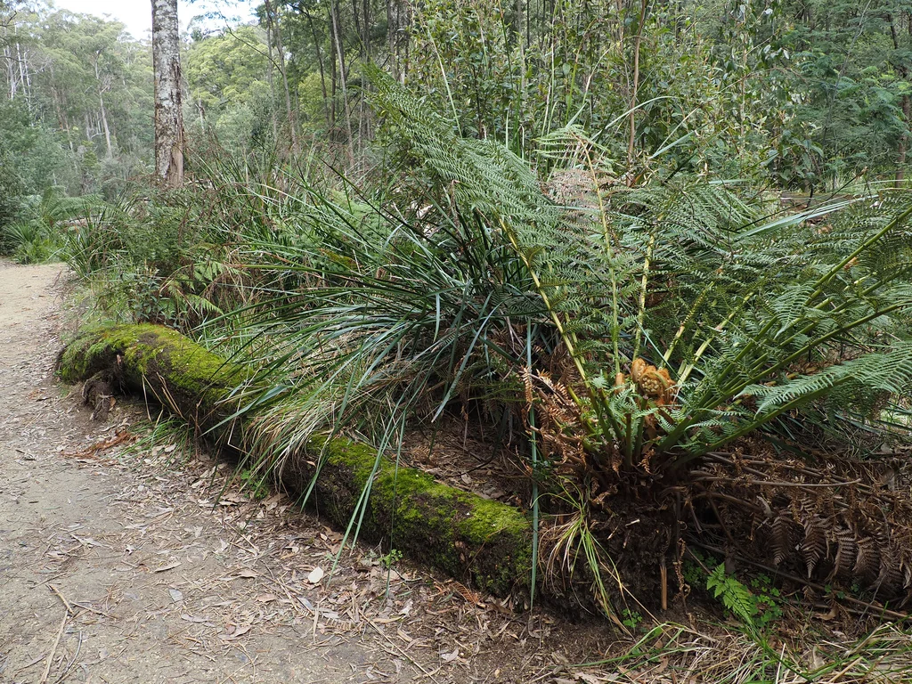 Dicksonia Antarctica