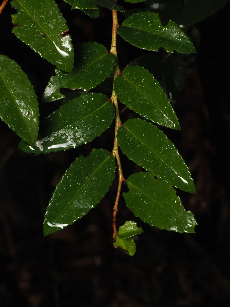 Vaccinium Ovatum