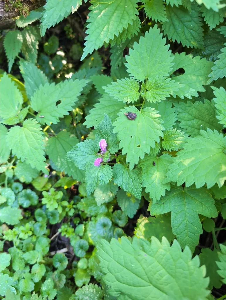 Lamium maculatum