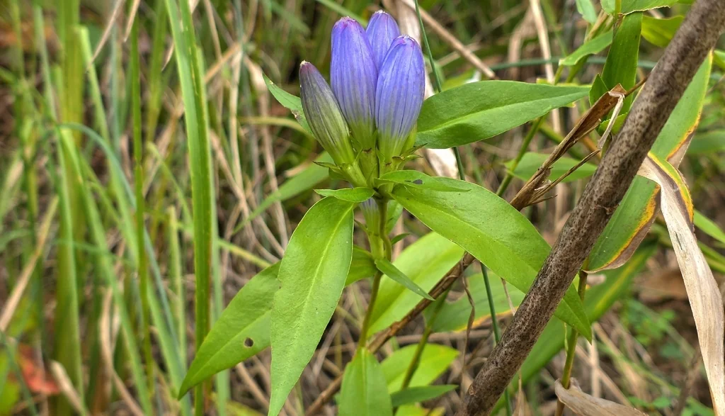 Gentiana Andrewsii