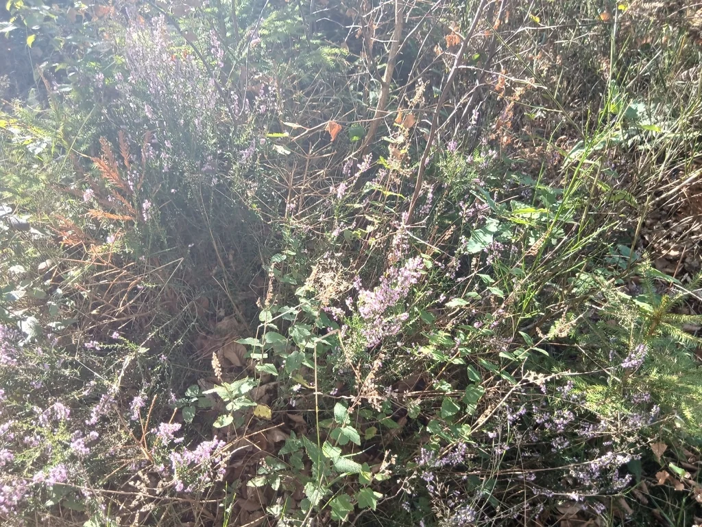 Calluna Vulgaris