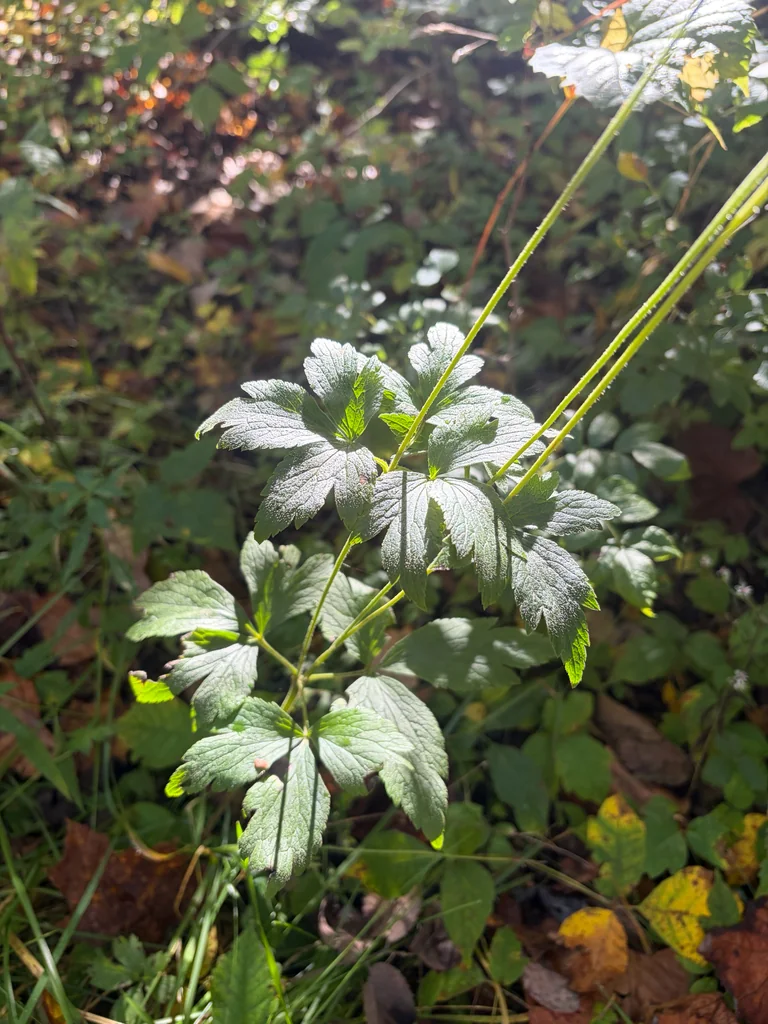 Anemone Virginiana