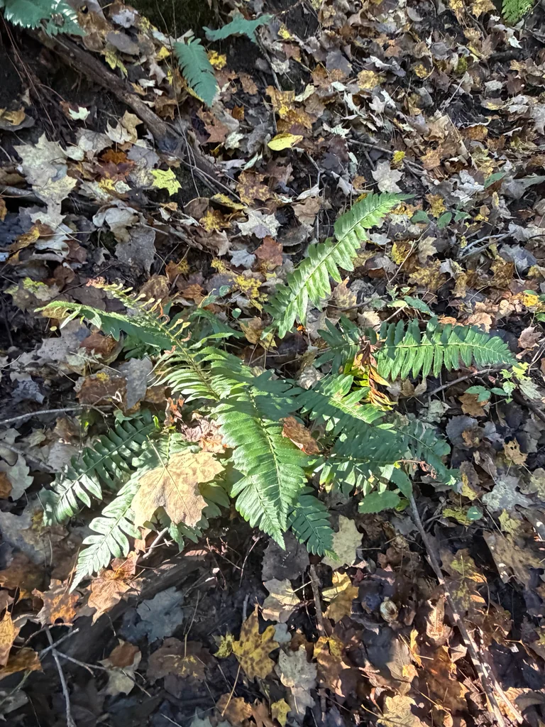 Polystichum Acrostichoides